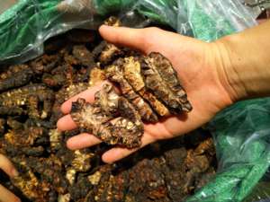 Noni Seco Procesado con Cuidado para Té, Molienda en Polvo y Uso en la Elaboración de Alimentos - Product Image 2