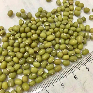 Haricots Mung Verts Entiers Naturels Nettoyés de Qualité Export en Gros pour la Transformation Alimentaire et la Vente au Détail Autriche - Product Image 1