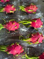 Verse Dragon Fruit Premium Kwaliteit Indiase Boerderij Oogst 18 Maanden Houdbaarheid voor Groothandel en Detailhandel Dagelijks Leverbaar