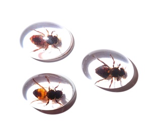 Cabujón de Plástico con Espécimen Real de Abeja, Ovalado, 18x25 mm, Base Plana Transparente, para Manualidades y Joyería - Product Image 1