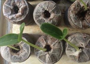 [VENTA EXITOSA] Bloque de Fibra de Coco Ecológico BLUE LOTUS FARM para Germinación de Semillas y Propagación de Raíces - Product Image 4