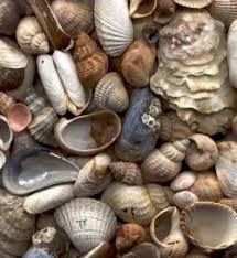 Moldes para Velas de Concha Marina, Concha con Boca Abierta, Decoración de Playa de Resina - Product Image 3