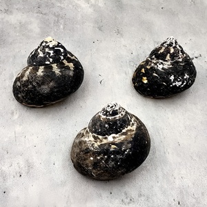 Coquillages de plage pour artisanat et décoration intérieure, coquillages naturels très vendus, décoration sur le thème de l'océan - Product Image 3