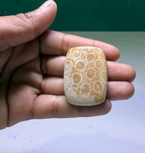 Coral Fósil Natural, Cabujón de Cristal Pulido, Gemas Minerales de Alta Calidad, Formas Mixtas, Materiales a Granel para la Fabricación de Joyería - Product Image 1