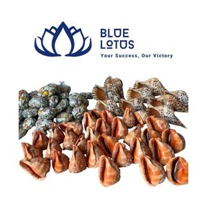 Conchas de Caracol Ermitaño Ecológicas Disponibles en Amarillo, Blanco, Verde y Plateado para Venta al Por Mayor, Suministros para Manualidades, Vietnam - Product Image 1