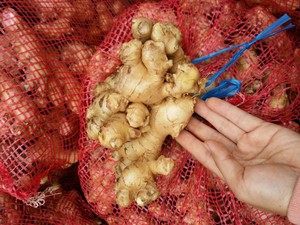 Organic <b>Fresh</b> <b>Ginger</b> Clean Spicy & Aromatic Vietnam Exporter - Product Image 6