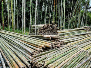 Pôles en bambou naturel – Usine du Vietnam – Matériau écologique pour l'aménagement paysager et la construction - Product Image 3