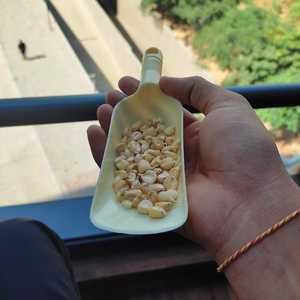 Bán Ngô Trắng H 2 Chất Lượng Hàng Đầu Ngô Lai Xuất Xứ Ấn Độ Với Giá Thấp Với Đóng Gói Xuất Khẩu Tốt Từ Ấn Độ - Product Image 4