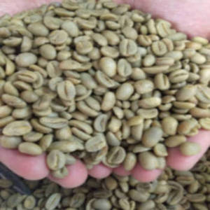 Nouvelles Grains de Café Vert Arabica Indien de Saison Fraîche 100% Pur pour Approvisionnement en Gros Premium et Torréfaction Internationale - Product Image 1