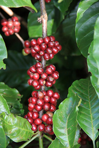 Café moulu Dalakon Robusta en boîte, saveur unique rappelant le goût sucré du caramel - Product Image 3