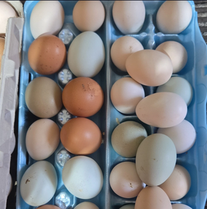 ไข่ไก่สดสีน้ำตาลและสีขาวจากฟาร์ม บริการจัดส่งอาหาร ขายส่ง - Product Image 6