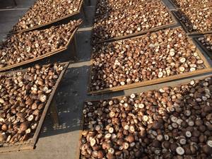 100% champignons Shiitake séchés naturels-Parfait pour la cuisine et la santé-Mme Beatrix - Product Image 6