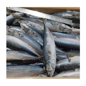 ปลาแช่แข็งที่มีคุณภาพมาตรฐานในราคาที่ดีจากเวียดนาม-ทางเลือกที่ดีที่สุดสำหรับคุณ/ms.thi - Product Image 3