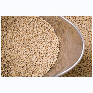 Granos de Cebada Pura de Alta Calidad para Malta |   Cebada para alimentación animal en venta al precio mayorista más bajo - Product Image 5