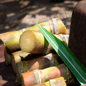 Cubes de Jaggery FitTree International sans produits chimiques, substitut sain du sucre ayurvédique, non raffiné, Inde Gujarat, sucre 100% pur - Product Image 1