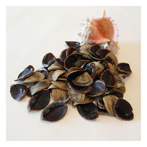 Coquilles d'opercule de qualité export pour les acheteurs internationaux - Product Image 3