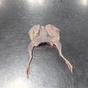 Carne de Codorniz Congelada Sin Piel, Baja en Sodio, Certificada Halal, de Primera Calidad AA, para Exportación al por Mayor - Product Image 1