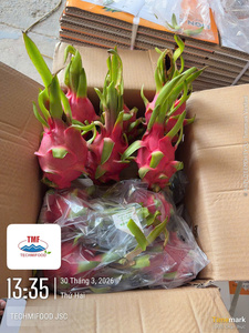 Fruta del Dragón Vietnamita Fresca, Fruta Tropical Dulce para Exportación y Mercado Mayorista - Product Image 2