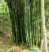 Semillas de Bambú Dendrocalamus Strictus de Crecimiento Rápido, Sin OMG, 90-95% de Germinación, 10-12 Días, Altura de Cultivo de 40-60 pies, Temporada de Verano/Monzón