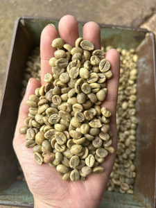 Granos de Café Robusta Sin Tostar de Alta Calidad, Sabor Intenso, Suministro a Granel, Granos de Café Verde Puro y Natural - Product Image 3