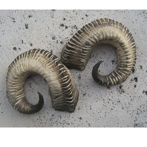 Cuernos de Oveja Decorativos, Par de Cuernos Naturales, Arte Rústico para Pared, Decoración del Hogar con Temática Animal - Product Image 6