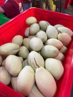 [Waardekeuze] Goedkope prijs Verse gele mango Cat Chu Vietnam Natuurlijk zoet Vers seizoensproduct Oogst voor groothandel export dozen
