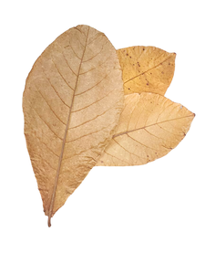 Hojas de Catappa Indias Secas Naturales para Acuarios, de Plástico, 21-25 cm / 8.26-9.8 Pulgadas, Paquete de 18 para Dueños de Mascotas - Product Image 5