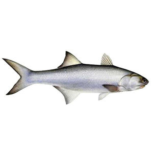 Saumon entier en vrac / Poisson frais congelé - Product Image 3