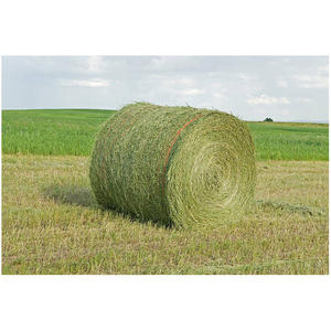 Heno de Alfalfa para Alimentación Animal, Heno de Alfalfa/Pellets de Heno de Alfalfa, Heno de Timothy/Alfalfa en Pacas, la Mejor Calidad Superior - Product Image 3