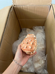 Premium Triton’s Trumpet Shell Natural <b>Large</b> Seashell for Decoration Vietnam Manufacturer Bulk Export Supply - Product Image 2