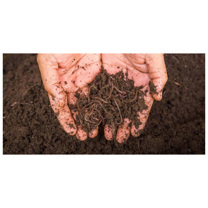 Natural Organic Vermi <b>Compost</b> for Fruit Vegetable Flower and Ornamental Plant Cultivation Worldwide - Product Image 1