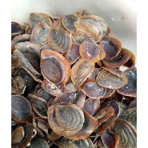 Coquilles d'opercules naturelles aux motifs uniques pour produits décoratifs et de collection de luxe - Product Image 2