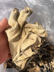 ผู้จัดจำหน่ายเห็ดหูหนูแห้งคุณภาพสูง เห็ดกินได้ขายส่งจำนวนมาก - Product Image 4