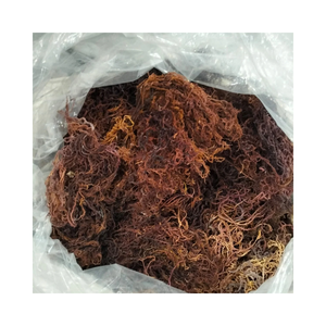 Algues marines Eucheuma Cottonii de qualité supérieure, algues marines séchées naturelles pour la transformation alimentaire, approvisionnement à l'exportation - Product Image 3
