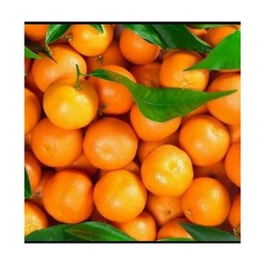 ส้มวาเลนเซีย ผลไม้สด ผลไม้ตระกูลส้ม ผลไม้สดจำนวนมาก ส้มสด ผลไม้ตระกูลส้ม - Product Image 5