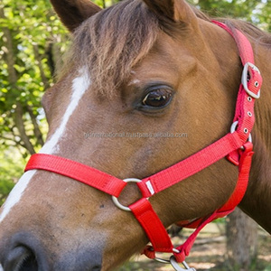 Classic handmade Double Ply Nylon Horse halter in 3 vibrant colors and double adjustable stainless steel fitting - Product Image 1