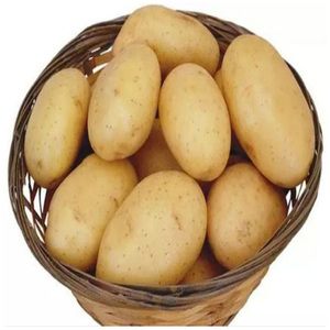 Pommes de terre fraîches, patates douces de haute qualité, prix bas, exportateurs professionnels, grossistes de pommes de terre fraîches - Product Image 5