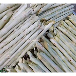 Palitos de Caña de Azúcar Congelados a Granel, Estándar de Exportación, Sabor Natural Fresco, Ideales para el Procesamiento de Bebidas y la Fabricación de Alimentos - Product Image 6