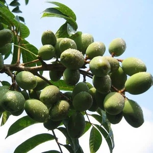 Aceite de Oliva Prensado en Frío, Puro y Natural, en Botella de Vidrio, para el Cuidado de la Piel y el Cabello, Suministro al por Mayor - Product Image 3