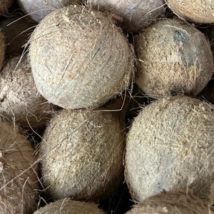 มะพร้าวปอกเปลือกเกรดส่งออก (Coco seco descascado, Cocco secco) สำหรับผู้ซื้อนำเข้า (WA +84914319488) - Product Image 2