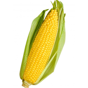 Maïs jaune sec à bon prix pour l'alimentation humaine et animale – Vente en gros de maïs jaune sec propre / maïs jaune séché - Product Image 5