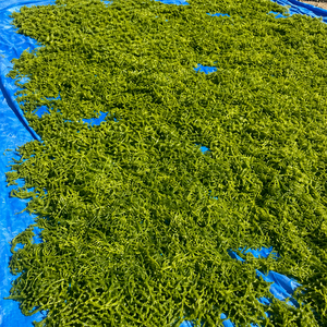 สาหร่ายทะเลอัลวาแลคตูคาคุณภาพสูง อบแห้ง/ผงสาหร่ายทะเล จากเวียดนาม/ คุณอลีนา - Product Image 4