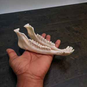 Os de mâchoire de chèvre entiers, artisanaux et de qualité supérieure, 100 % nettoyés, pour l'artisanat et l'étude, à prix de gros - Product Image 3