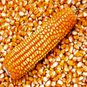 Maïs jaune de haute qualité à vendre, aliments pour animaux, prix du maïs jaune par tonne, maïs jaune pour l'alimentation animale - Product Image 5