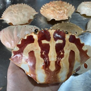 Producto Popular: Carapace de Cangrejo Limpia y Seca, Lista para Rellenar, Pulida y con Bajo Olor - Product Image 1