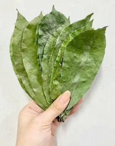 Premium Herbal Drink from Graviola Leaves with Rich Natural Flavor and Aroma Quality - Product Image 5
