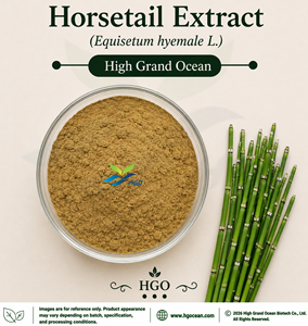 โรงงาน HGO จำหน่ายสารสกัดจากหญ้าหางม้า (Equisetum hyemale L.) เกรดอาหาร อัตราส่วนสารสกัด 4:1 5:1 10:1 20:1 100:1 200:1 โดยตรง - Product Image 1