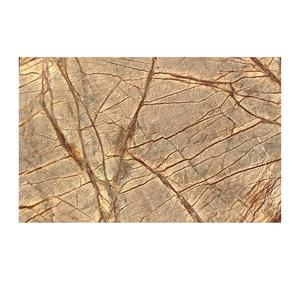 Dalles de marbre brun naturel de forêt tropicale de qualité supérieure pour comptoirs, revêtements de sol, murs et applications intérieures - Product Image 5