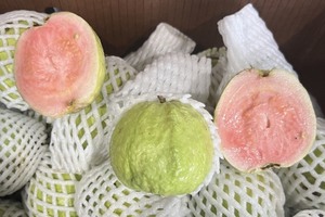 Bouchées de goyave surgelées naturelles en gros pour smoothies, desserts et transformation industrielle - Product Image 2