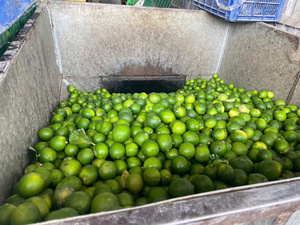 Citrons verts frais, fruits non mûrs, entiers, naturels, origine Vietnam, stockage à froid, durée de conservation 30-45 jours - Product Image 3